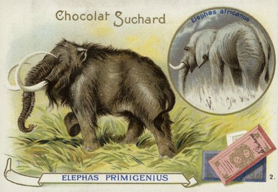 Mammouth laineux et éléphant d