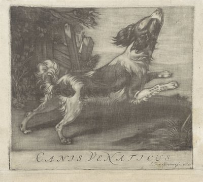 Chien sautant, Canis Venaticus - Evert van Sweinen