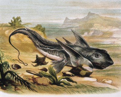 Chimère (Chimaera arctica) Gravure d