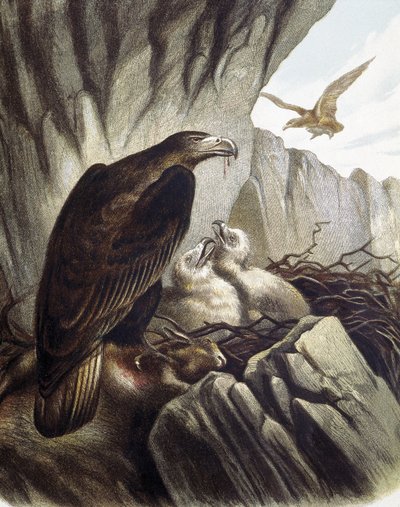 Aigles avec leurs petits. Gravure d