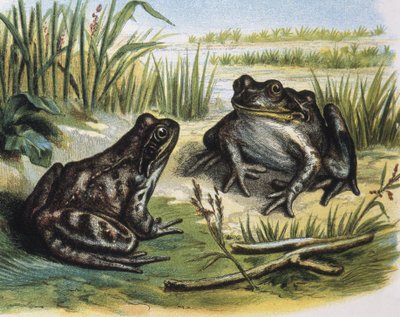 Grenouille commune européenne. Amphibiens. Gravure d