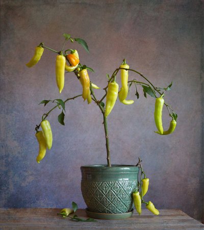  - Fangping Zhou