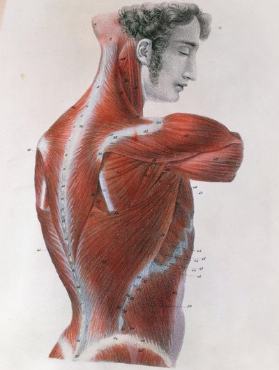 Torso écorché, de 