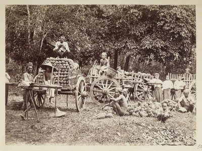 Chargement des ananas récoltés sur des chariots, Birmanie, Collection Elgin: 