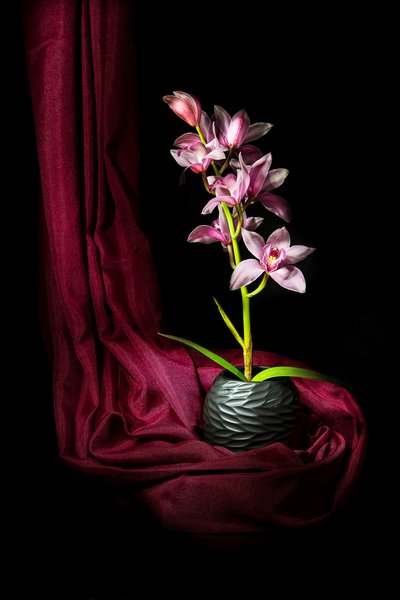 Élégante orchidée rose - Felice Angelino