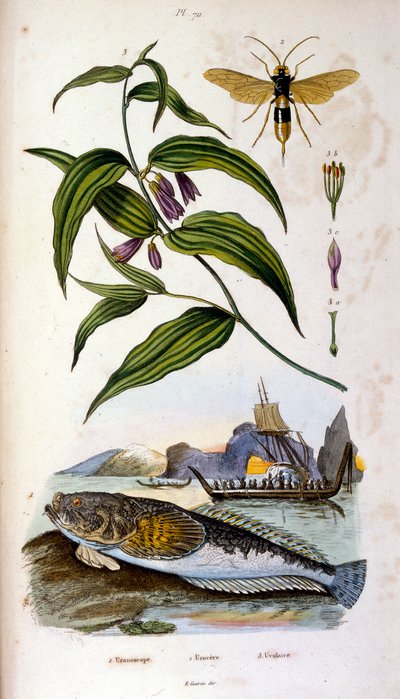 Botanical and zoological illustration by F. E. Guerin. From Dictionnaire pittoresque d