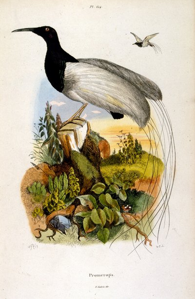 Botanical and zoological illustration by F. E. Guerin. From Dictionnaire pittoresque d