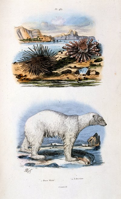 Botanical and zoological illustration by F. E. Guerin. From Dictionnaire pittoresque d