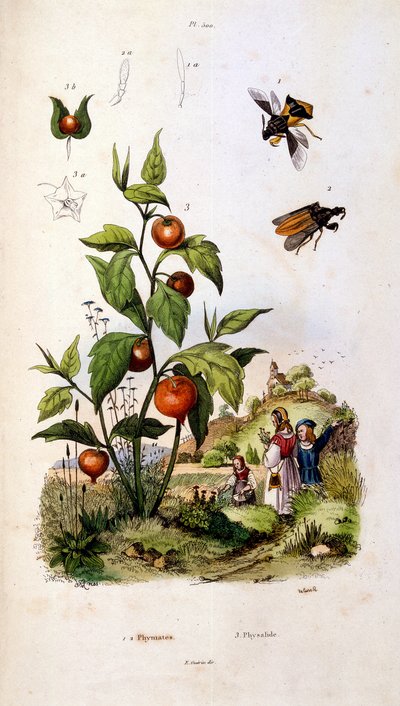 Botanical and zoological illustration by F. E. Guerin. From Dictionnaire pittoresque d