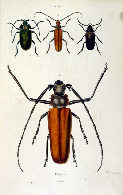 Botanical and zoological illustration by F. E. Guerin. From Dictionnaire pittoresque d