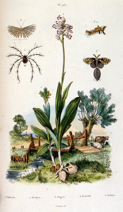 Botanical and zoological illustration by F. E. Guerin. From Dictionnaire pittoresque d