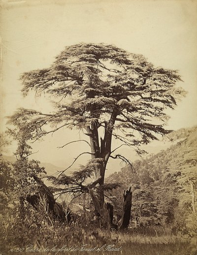 Grand cèdre dans la forêt de Teniet el Haad, Liban - Félix Bonfils