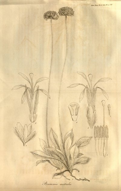 Tab. 28 du Volume X des Transactions de la Linnean Society de Londres, publié en 1811 - Ferdinand Bauer