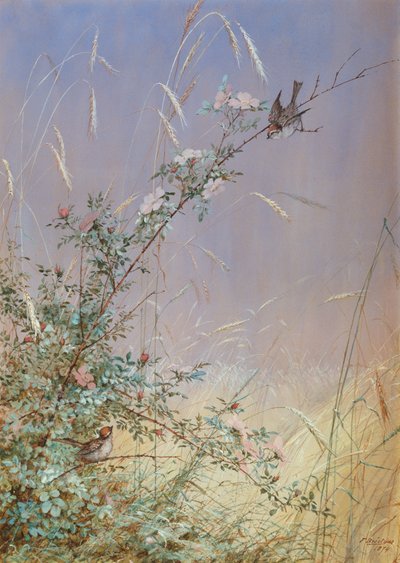 Roses sauvages parmi le seigle, 1874 - Fidelia Bridges