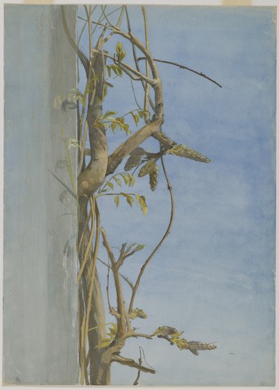 Glycine sur un mur - Fidelia Bridges