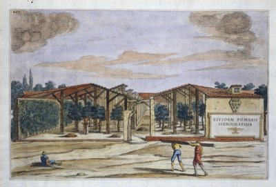 Un verger couvert, de Hesperides par Giovanni Battista Ferrari, gravé par Camillo Congio (fl.1630), publié en 1646 (gravure coloriée à la main) - Filippo after Gagliardi