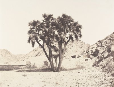 Environs de Fileh, Palmier Doum sur la Rive Orientale du Nil, 1851-52, imprimé 1853-54 - Félix Teynard