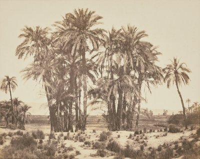 [Bosquet de palmiers dattiers vu du point A, Karnak] - Félix Teynard