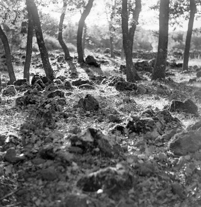 Forêt sur l