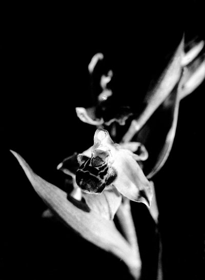 Orchidée sauvage (photo n/b) - Fosco Maraini