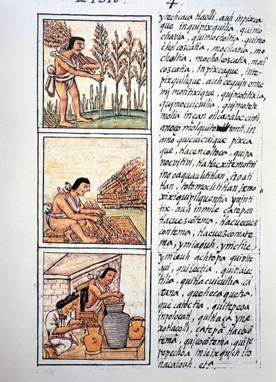 Scènes de la vie paysanne, récolte de blé, texte en nahuatl, fac-similé du Codex Florentin - Fra Bernadino da Sahagun