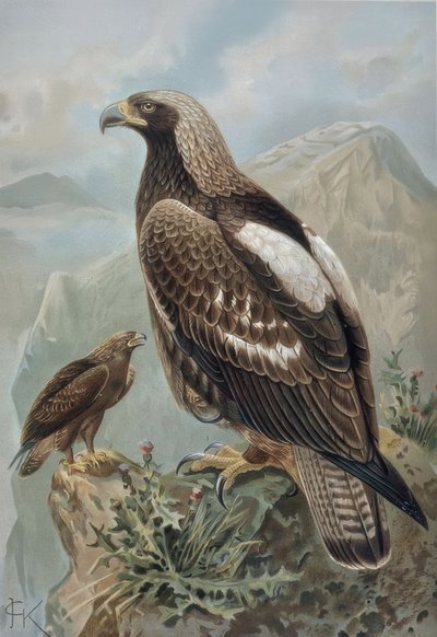 Aigle impérial - mâle avec plumage presque parfait (1) et femelle de 2 ans (2) - Francia