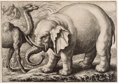 Un éléphant et un chameau, gravé par Wenceslaus Hollar (1607-77) 1663 - Francis Barlow