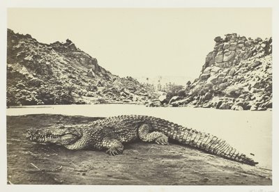 Crocodile sur un banc de sable - Francis Frith