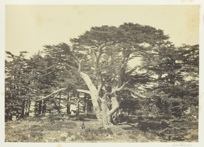 Le Plus Grand des Cèdres, Mont Liban, 1857 - Francis Frith