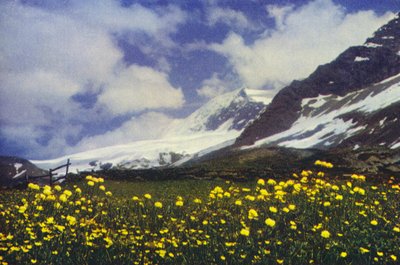 Trollius sur le col du Simplon - Francis Sydney Smythe