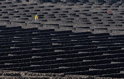 Ouvrier viticole de Volcanic Vineyard - Francois Casanova