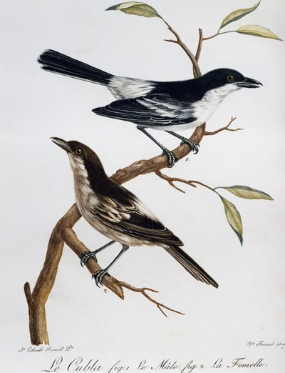 Mâle et femelle de Puffback à dos noir (Dryoscopus cubla), gravure de Histoire Naturelle des Oiseaux d