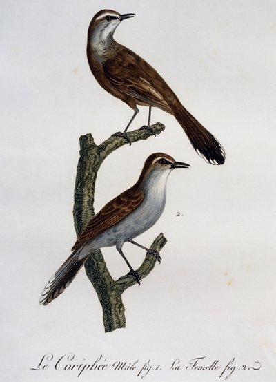 Mâle et femelle du Robin des Karoo (Cercotrichas coryphoeus), gravure de Histoire Naturelle des Oiseaux d
