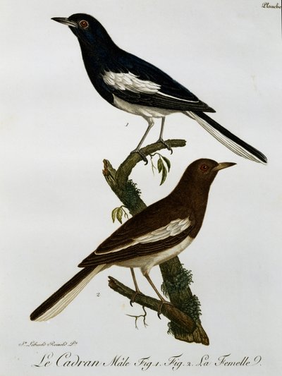 Mâle et femelle de Rougequeue oriental (Copsychus saularis), gravure de Histoire Naturelle des Oiseaux d