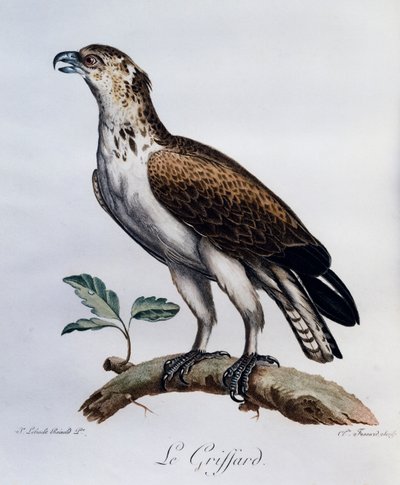 Circaète Jean-le-Blanc (Circaetus gallicus), gravure de Histoire Naturelle des Oiseaux d