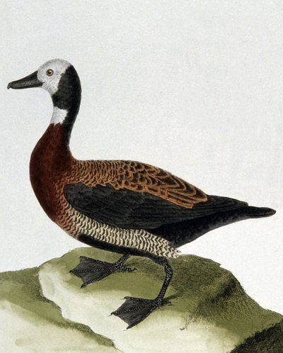 Canard de Maragnan - Francois Nicolas Martinet