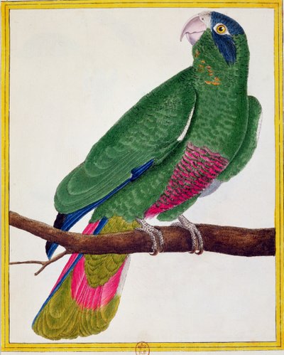 Perroquet, de 