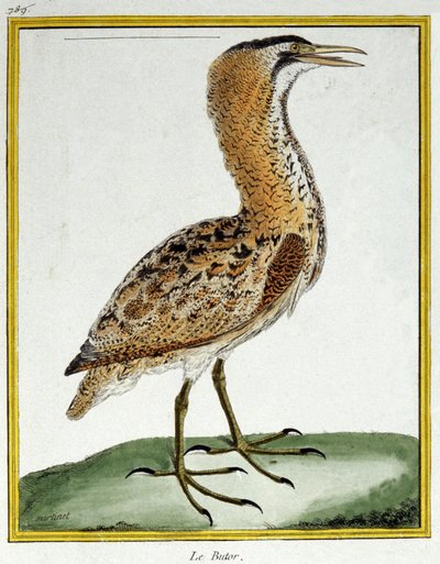 Science. Zoologie. Butor. Gravure par François Nicolas Martinet dans : Histoire naturelle des oiseaux, par Georges Louis Leclerc de Buffon, France, c.1777 - Francois Nicolas Martinet
