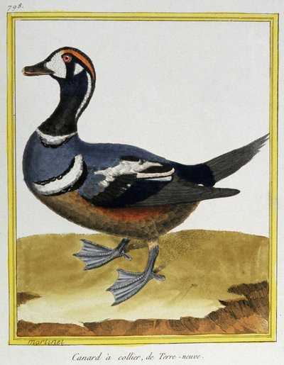 Science. Zoologie. Canard de Terre-Neuve. Gravure par François Nicolas Martinet dans : Histoire naturelle des oiseaux, par Georges Louis Leclerc de Buffon, France, c.1777 (gravure en couleur) - Francois Nicolas Martinet