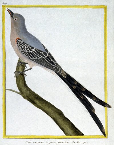 Science. Zoologie. Gobemouche du Mexique. Gravure par François Nicolas Martinet dans : Histoire naturelle des oiseaux, par Georges Louis Leclerc de Buffon, France, c.1777 - Francois Nicolas Martinet