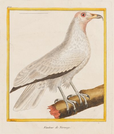 Vautour de Norwege,
1787 (Gravure coloriée à la main) - Francois Nicolas Martinet