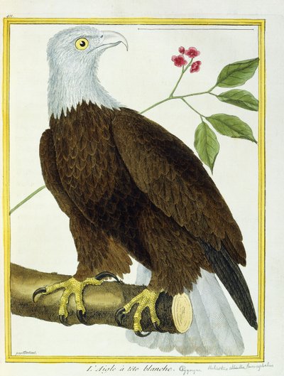 Pygargue à tête blanche - Francois Nicolas Martinet