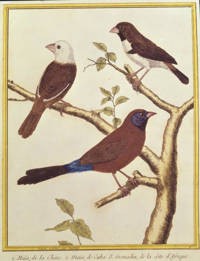 Munia à tête blanche, mangeur de graines doublement coloré et astrild à oreilles violettes - Francois Nicolas Martinet