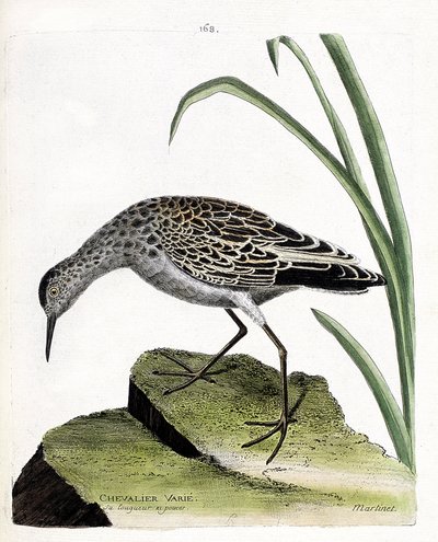 Tableau zoologique (ornithologie) : chevalier combattant (philomachus pugnax). Illustration dans « L