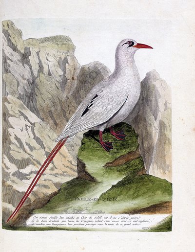 Planche zoologique (ornithologie) : paille-en-queue (phaéton à brins rouges ou rubricauda). Illustration dans « L