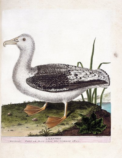 Planche zoologique (ornithologie) : l