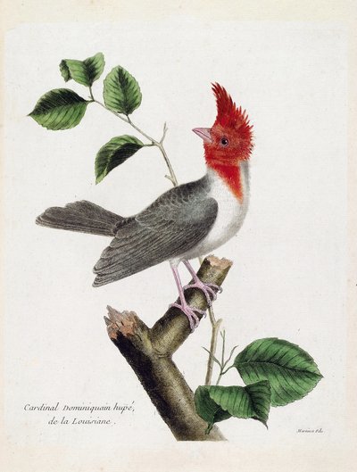 Planche zoologique (ornithologie) : Cardinal dominicain huppé (parare huppé ou paroaria coronata) sur une branche. Illustration dans « L