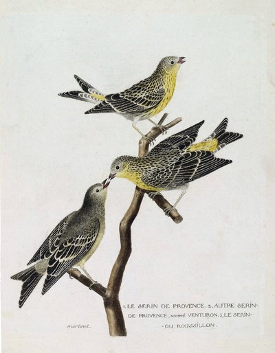 Planche zoologique (ornithologie) : de haut en bas : le serin du Roussillon (serinus serinus) sur une branche, le serin de Provence (serinus citrinella) et un autre serin de Provence. Illustration dans « L