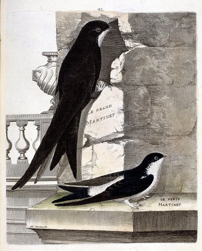 Planche zoologique (ornithologie) : grand martinet (apus apus) et petit martinet (delichon urbicum). Illustration dans « L