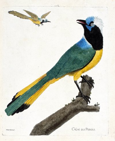 Planche zoologique (ornithologie) : Geai du Pérou (geai vert ou cyanocorax yncas) sur une branche. Illustration dans « L